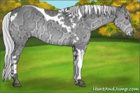 Horse Color:Silver Grullo Chinchilla Ice Tobiano