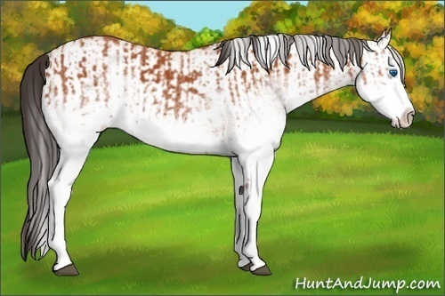 Horse Color:White Spotted Bay Splash  and White Spotted Bay Splash 