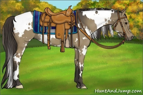 Horse Color:White Spotted Smoky Grullo 