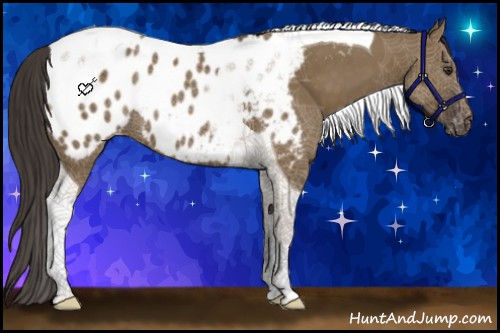 Horse Color:Liver Red Dun Tobiano Appaloosa