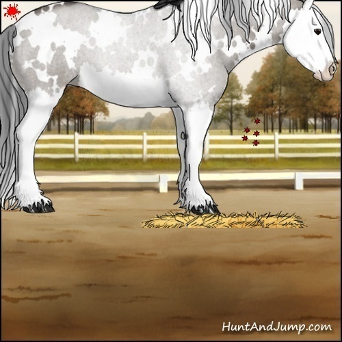 Horse Color:White Spotted Grullo Splash 