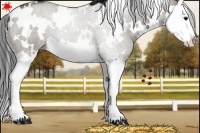Horse Color:White Spotted Grullo Splash 