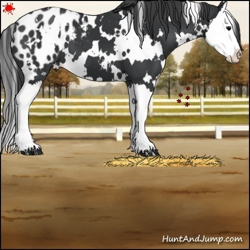 Horse Color:White Spotted Black Splash Blanket