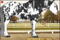 Horse Color:White Spotted Black Splash Appaloosa 