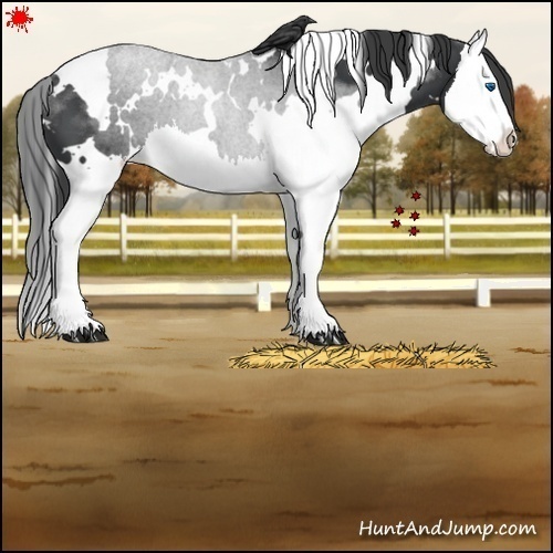 Horse Color:White Spotted Black Sabino Splash 