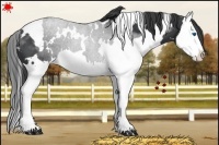 Horse Color:White Spotted Black Sabino Splash 