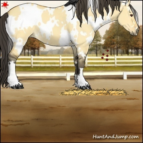 Horse Color:White Spotted Buckskin Dun 