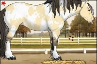 Horse Color:White Spotted Buckskin Dun 