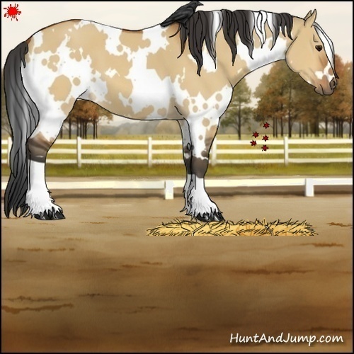 Horse Color:White Spotted Bay Dun