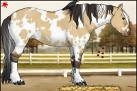 Horse Color:White Spotted Bay Dun
