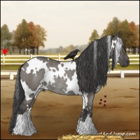 Horse Color:White Spotted Smoky Grullo Roan Frame Rabicano