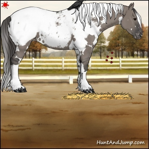 Horse Color:White Spotted Grullo Snowcap 