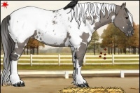 Horse Color:White Spotted Grullo Appaloosa 