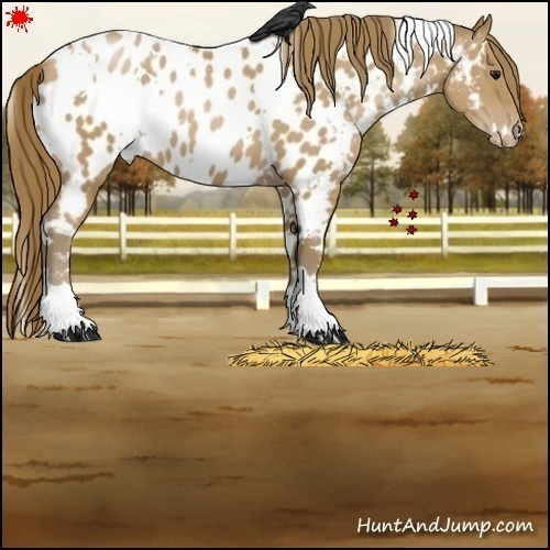 Horse Color:White Spotted Black Pearl Appaloosa 