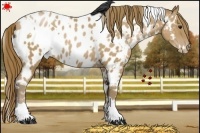 Horse Color:White Spotted Black Pearl Near Leopard 