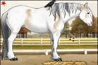 Horse Color:White Spotted Bay Dun Tobiano Rabicano