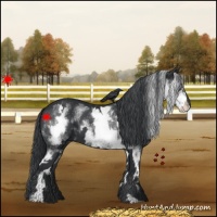 Horse Color:White Spotted Black Frame