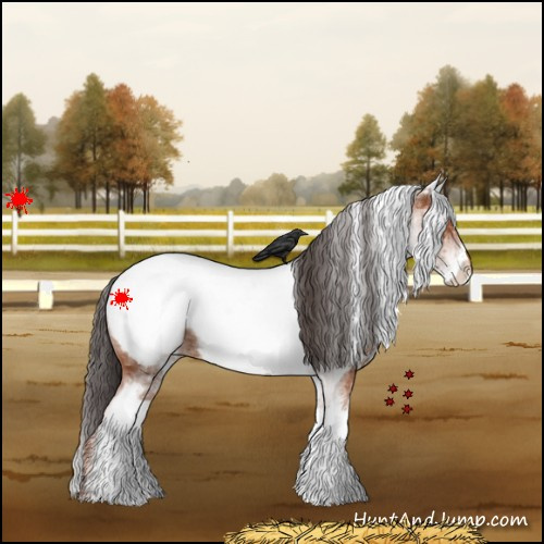 Horse Color:White Spotted Bay Appaloosa 