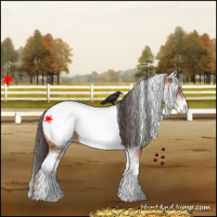 Horse Color:White Spotted Bay Appaloosa