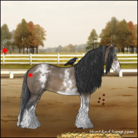 Horse Color:White Spotted Brown Roan Dun 