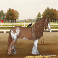 Horse Color:White Spotted Chestnut Appaloosa 