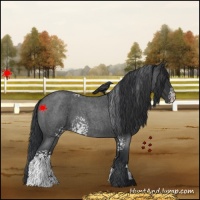 Horse Color:White Spotted Blue Roan 