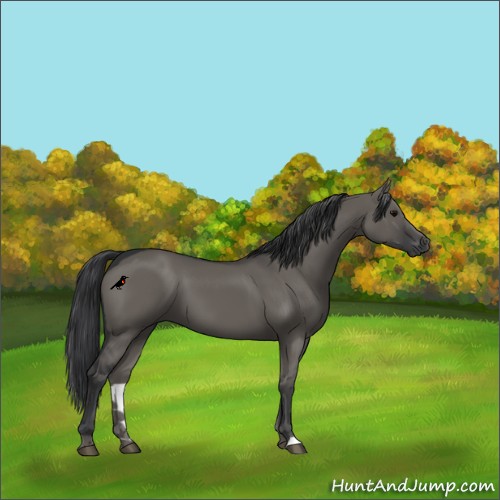 Horse Color:Grullo 
