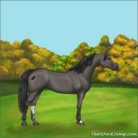 Horse Color:Grullo 