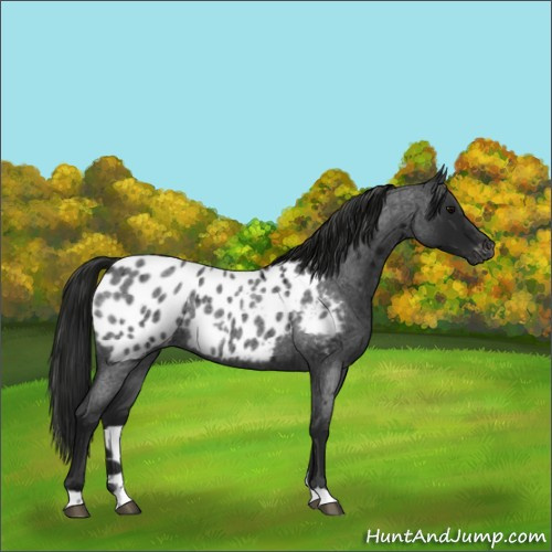Horse Color:Gray Blue Roan Appaloosa Rabicano 