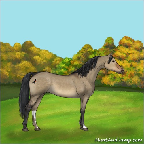 Horse Color:Brown Dun