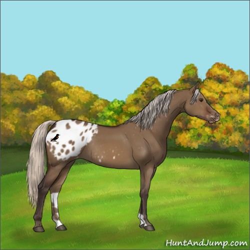 Horse Color:Silver Brown Dun Varnish Rabicano 