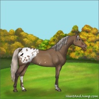 Horse Color:Silver Brown Dun Varnish Rabicano 