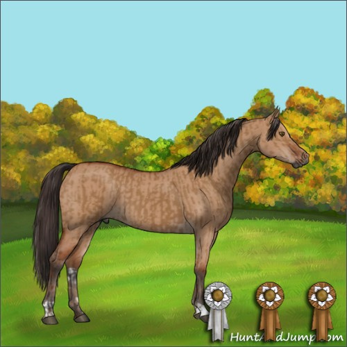 Horse Color:Gray Brown Dun  and Bay Dun 