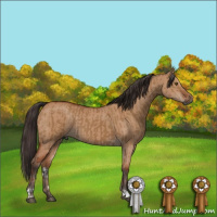 Horse Color:Gray Brown Dun  and Bay Dun 