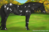 Horse Color:Gray White Spotted Smoky Black Appaloosa 