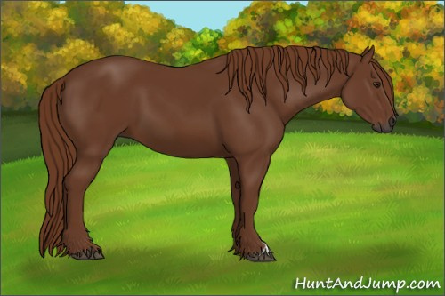 Horse Color:Gray Chestnut 