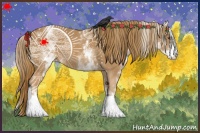 Horse Color:White Spotted Chestnut 