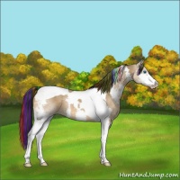 Horse Color:Painted Bay Dun Splash Tobiano