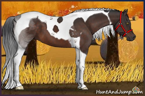 Horse Color:Brown Tobiano 