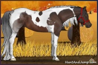 Horse Color:Brown Tobiano 