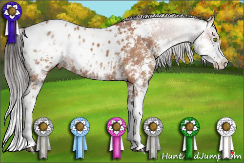 Horse Color:Bay Sabino Appaloosa 