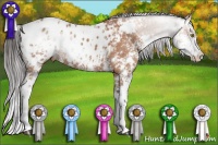 Horse Color:Bay Sabino Appaloosa