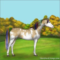 Horse Color:Painted White Spotted Buckskin Dun Splash
