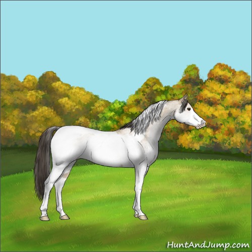 Horse Color:White Spotted Buckskin Tobiano Rabicano
