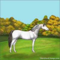 Horse Color:White Spotted Buckskin Tobiano Rabicano 