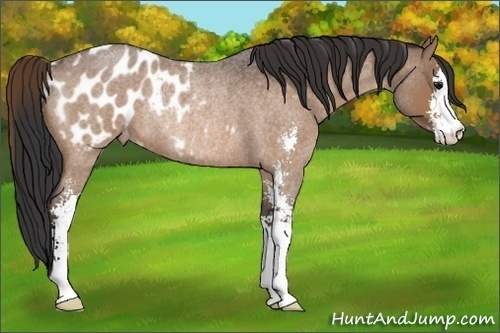 Horse Color:Bay Roan Sabino Blanket Rabicano