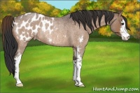 Horse Color:Bay Roan Sabino Blanket Rabicano