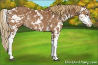 Horse Color:Chestnut Sabino Rabicano