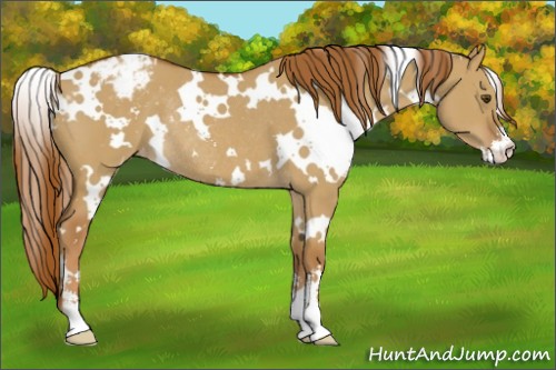 Horse Color:White Spotted Red Dun Sabino Varnish Rabicano 