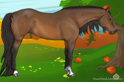 Horse Color:Buckskin Sabino